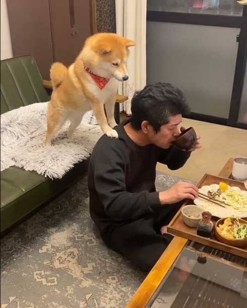 お父さんと柴犬