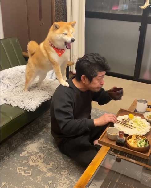 お父さんと柴犬