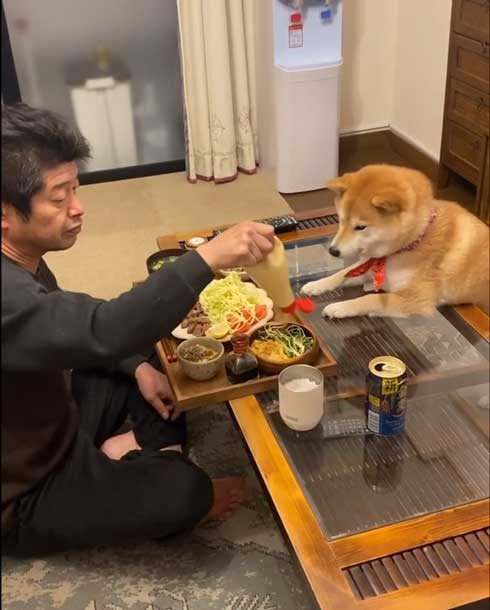 お父さんと柴犬