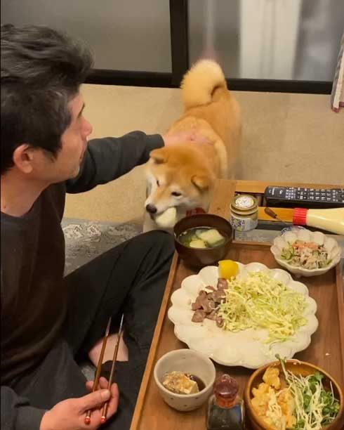 お父さんと柴犬