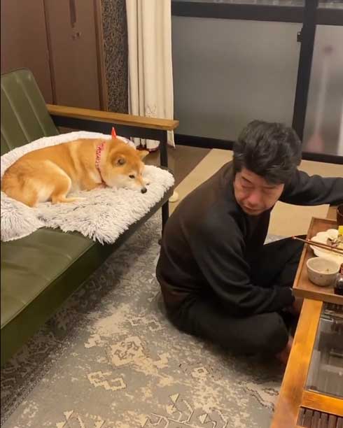 お父さんと柴犬