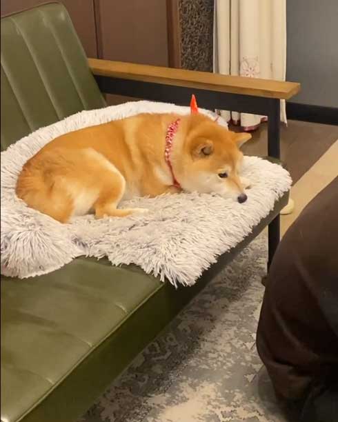 お父さんと柴犬