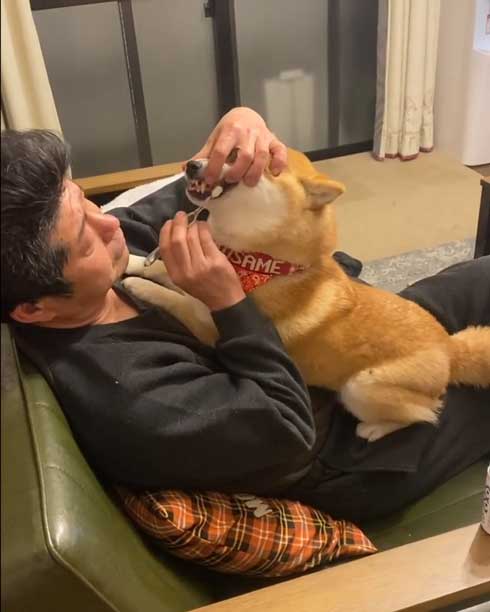 お父さんと柴犬