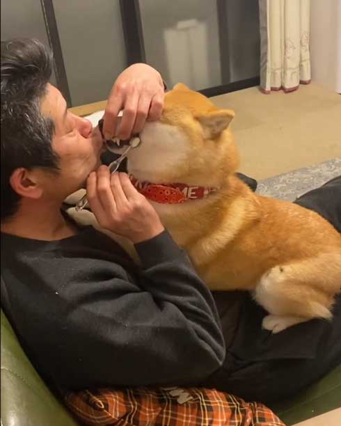 お父さんと柴犬