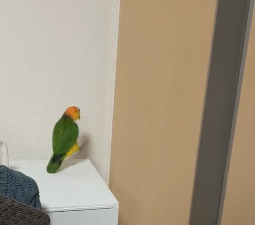 うれしいインコ