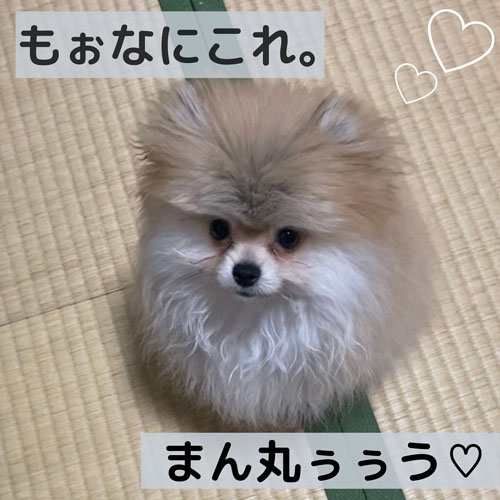 おすわりする銀次郎くん