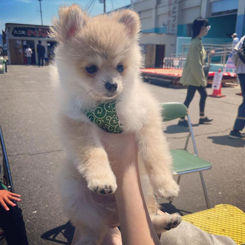 トリミングした銀次郎くん