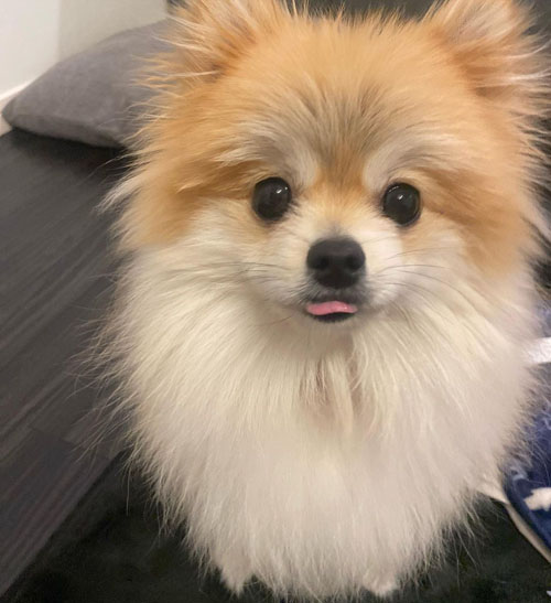 舌を出す銀次郎くん