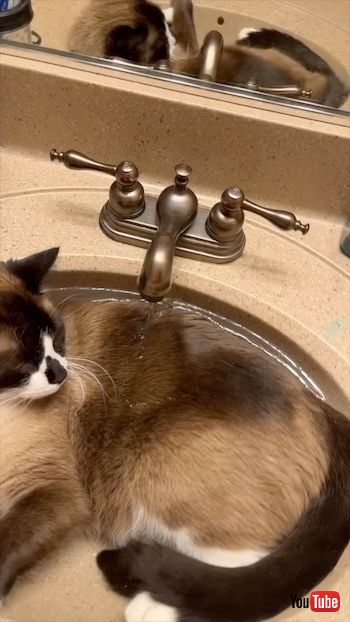 シンクでくつろぐ猫