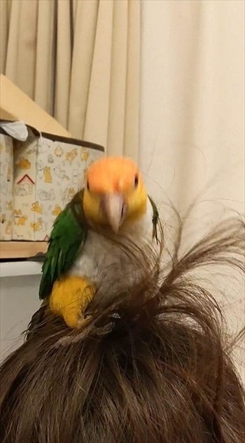 お姉ちゃんの髪が大好きなシロハラインコ
