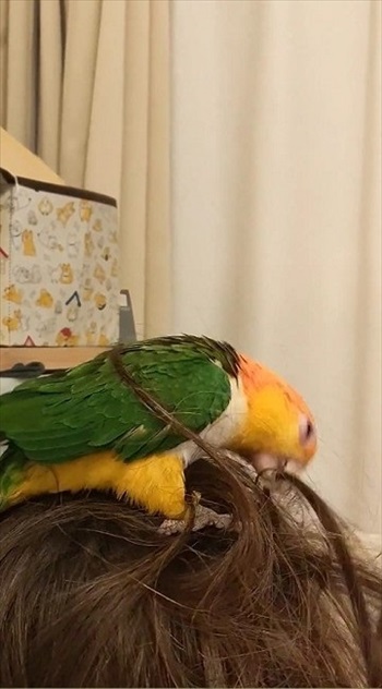 セットするシロハラインコ