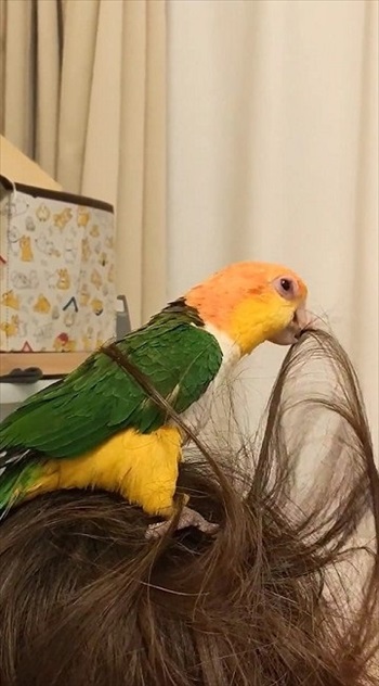 髪をくわえるシロハラインコ
