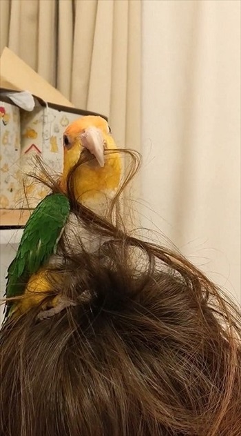 カメラ目線のシロハラインコ