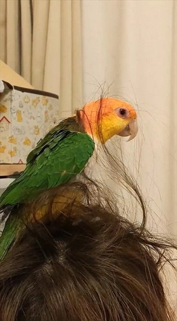 作業を続けるシロハラインコ