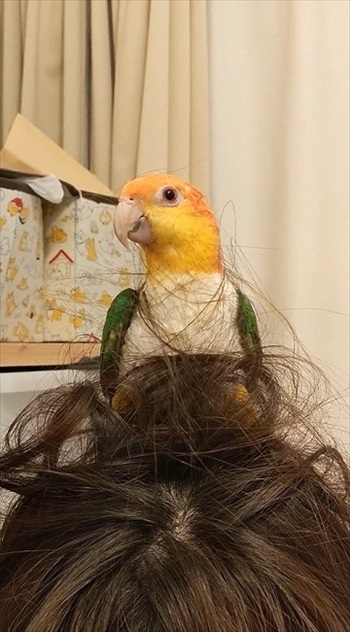 完成させたシロハラインコ