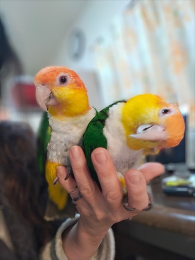 シロハラインコ2匹