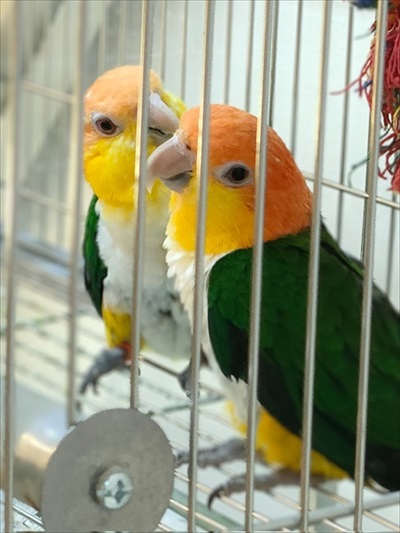 話している鳥たち