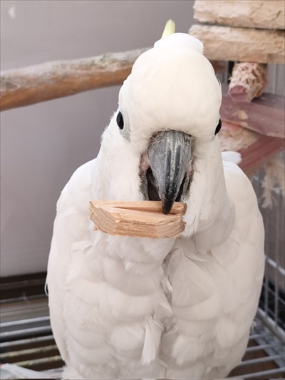 木片で遊ぶ鳥たちとシロハラインコ