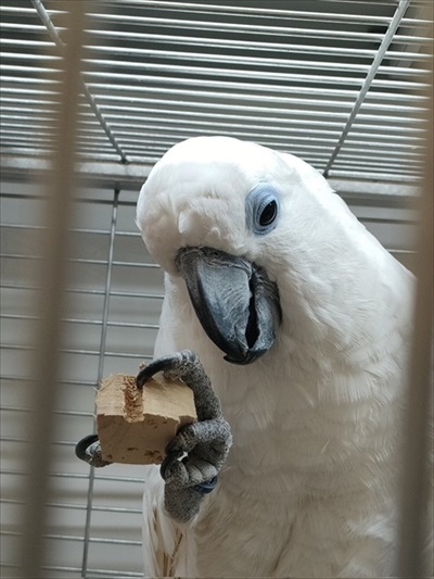 破壊したシロハラインコ