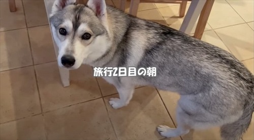 誰もいない遊園地でワンコとはしゃいできた