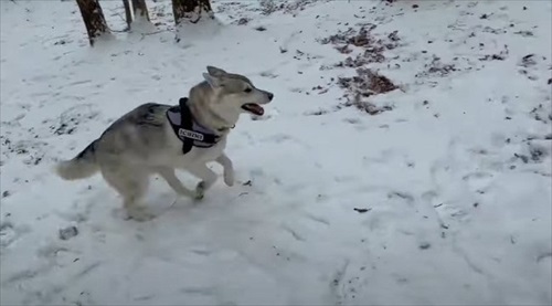 誰もいない遊園地でワンコとはしゃいできた