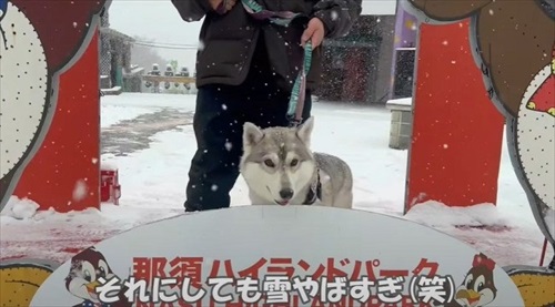 誰もいない遊園地でワンコとはしゃいできた