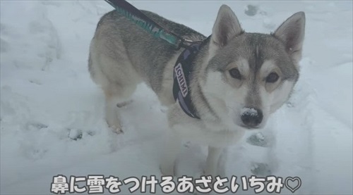 誰もいない遊園地でワンコとはしゃいできた