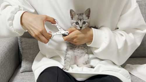 子猫爪切り