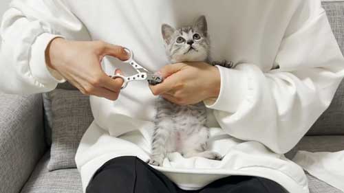 子猫 初めて 爪切り 寝ちゃう