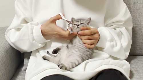 子猫 初めて 爪切り 寝ちゃう