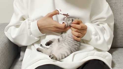 子猫 初めて 爪切り 寝ちゃう
