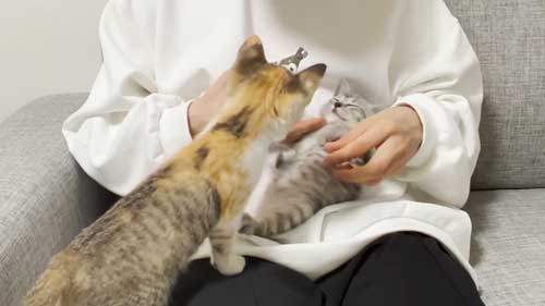 子猫 初めて 爪切り 寝ちゃう