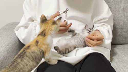 子猫 初めて 爪切り 寝ちゃう