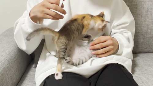 子猫 初めて 爪切り 寝ちゃう