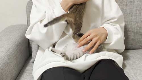子猫 初めて 爪切り 寝ちゃう