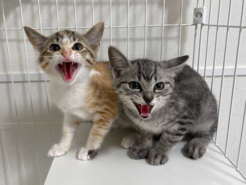 子猫 初めて 爪切り 寝ちゃう