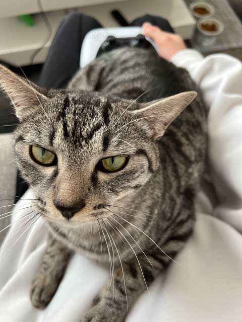 子猫 初めて 爪切り 寝ちゃう