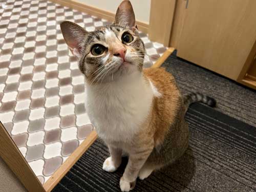 子猫 初めて 爪切り 寝ちゃう