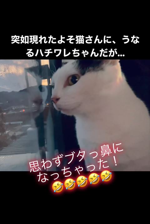 窓見てる猫ちゃん猫斜め横