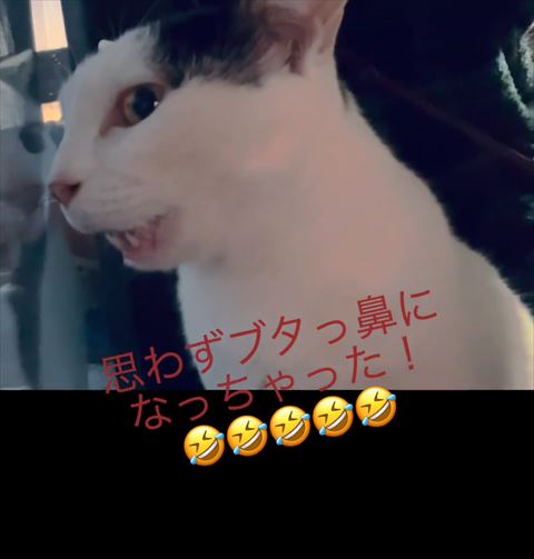 鳴いてる猫ちゃんアップ