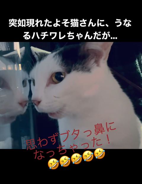 窓見て少し口あけてる猫ちゃん猫斜め横