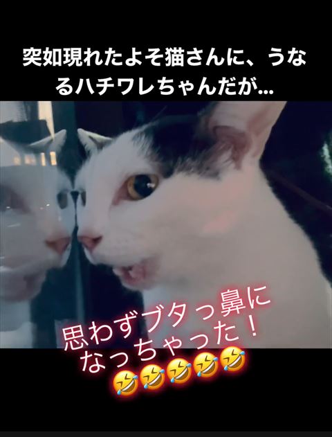 大きな口あけて窓見る猫斜め横