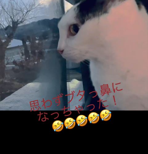 窓見てる猫横顔