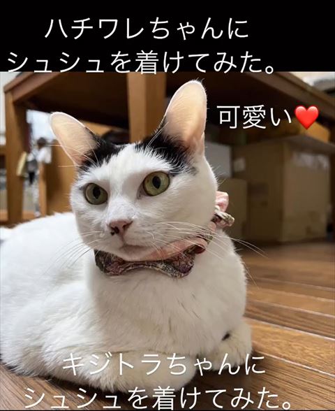 シュシュつけてる猫