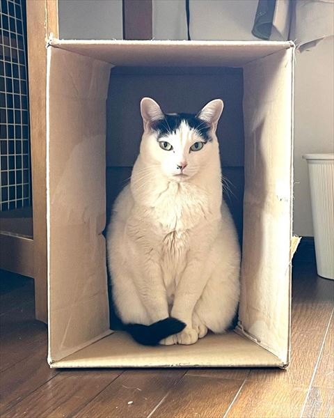 箱に入ってるハチワレ猫