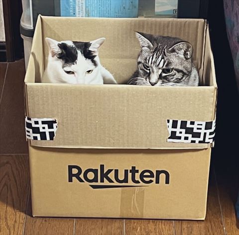箱入り猫2匹
