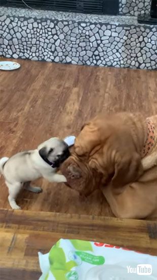 前足をくわえるオピー