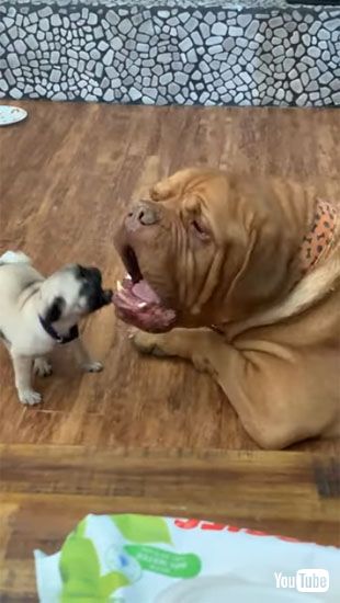 口をあけるオピー