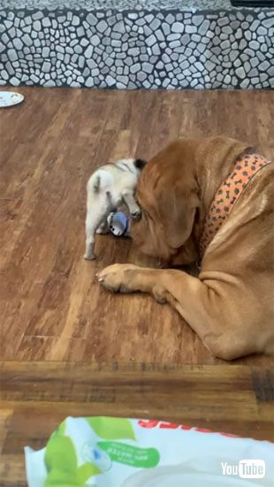 ケリで反撃するサラ