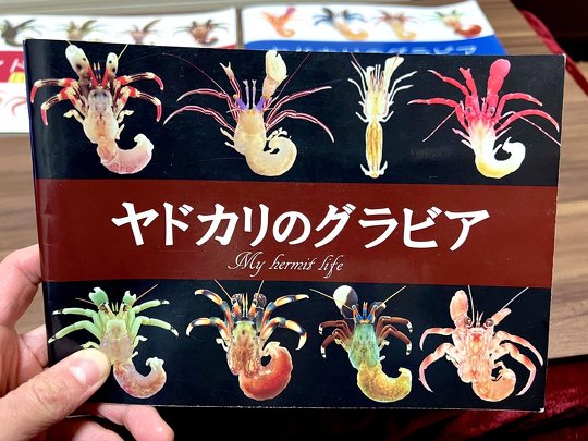 ヤドカリのグラビア・表紙